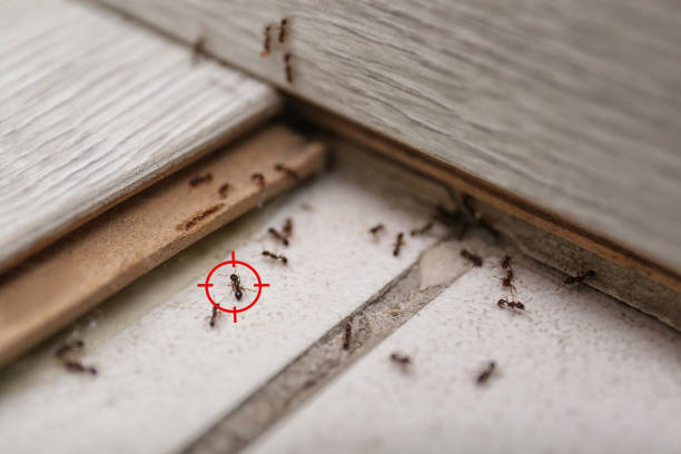 Best Wasp Removal Services  in Canyon Day, AZ