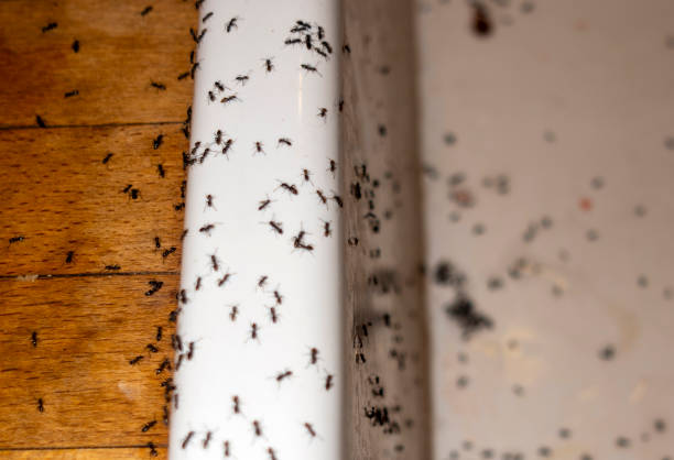 Best Affordable Pest Control Services  in Canyon Day, AZ
