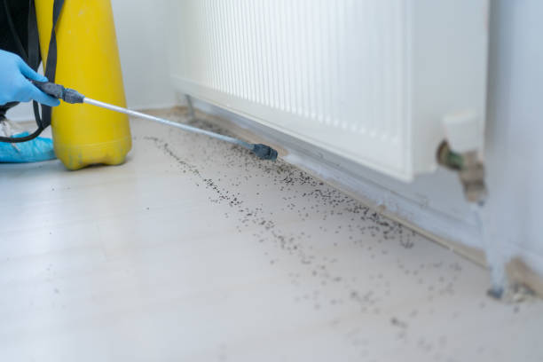 Best Cockroach Control Services  in Canyon Day, AZ